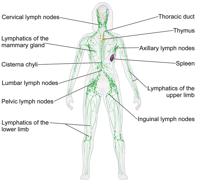 The Importance of Lymphatic Health